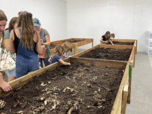 Interactive, open worm bed displays